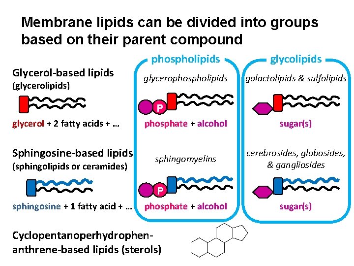 Membrane lipids can be divided into groups based on their parent compound Glycerol-based lipids