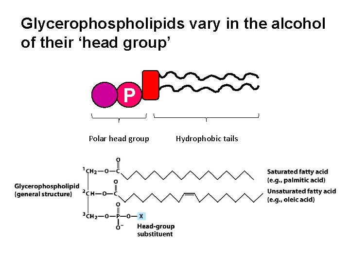 Glycerophospholipids vary in the alcohol of their ‘head group’ P Polar head group Hydrophobic