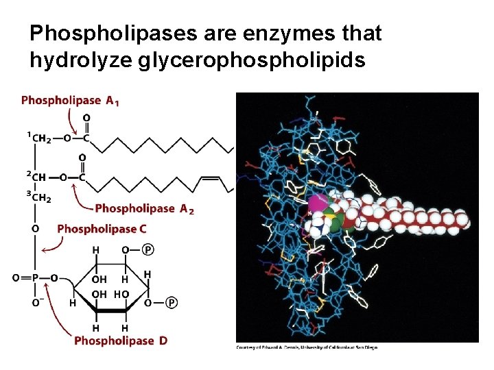 Phospholipases are enzymes that hydrolyze glycerophospholipids 