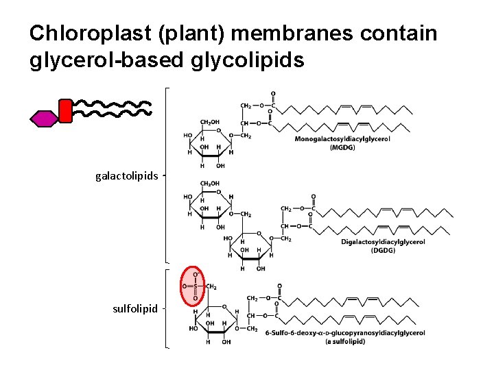 Chloroplast (plant) membranes contain glycerol-based glycolipids galactolipids sulfolipid 