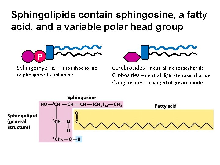 Sphingolipids contain sphingosine, a fatty acid, and a variable polar head group P Sphingomyelins