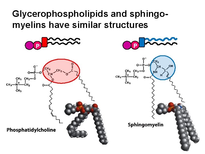 Glycerophospholipids and sphingomyelins have similar structures P P 