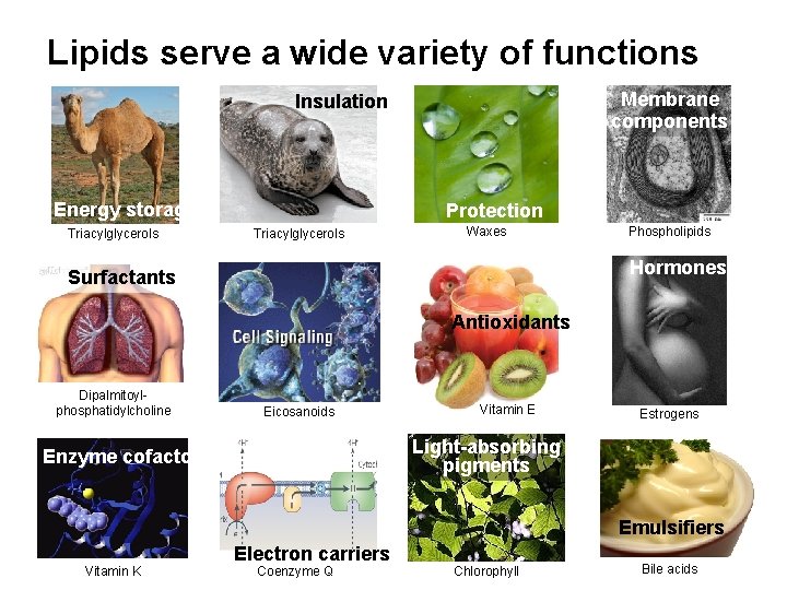 Lipids serve a wide variety of functions Membrane components Insulation Energy storage Triacylglycerols Protection