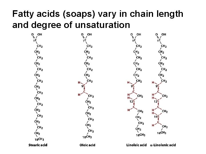 Fatty acids (soaps) vary in chain length and degree of unsaturation 