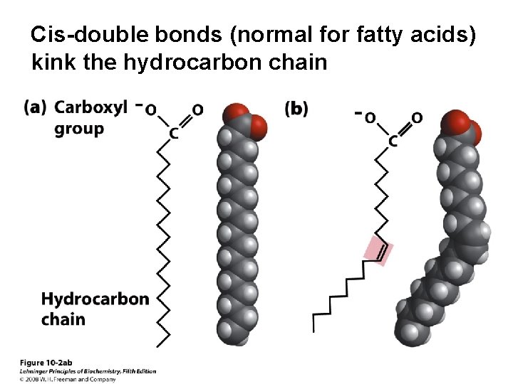 Cis-double bonds (normal for fatty acids) kink the hydrocarbon chain 