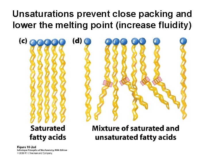 Unsaturations prevent close packing and lower the melting point (increase fluidity) 