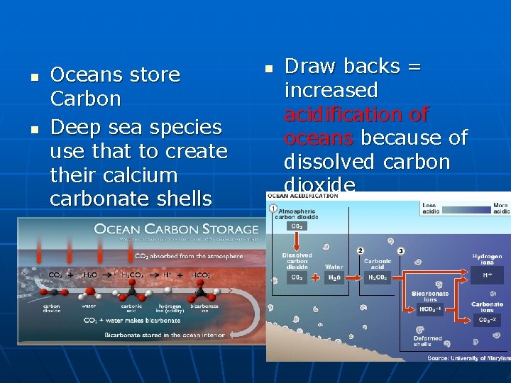 n n Oceans store Carbon Deep sea species use that to create their calcium