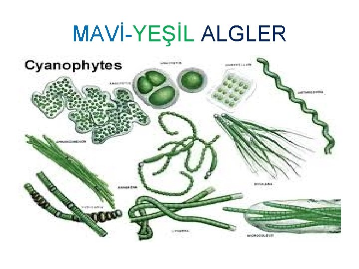 MAVİ-YEŞİL ALGLER 