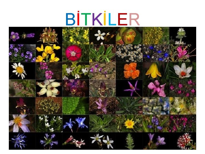 BİTKİLER 