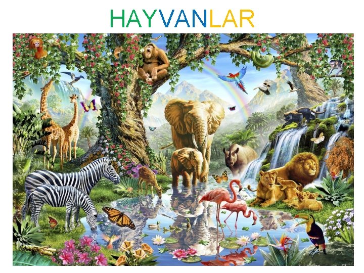 HAYVANLAR 