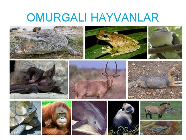 OMURGALI HAYVANLAR 