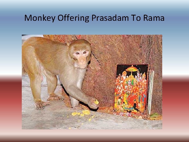 Monkey Offering Prasadam To Rama 
