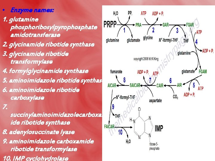  • Enzyme names: 1. glutamine phosphoribosylpyrophosphate amidotransferase 2. glycinamide ribotide synthase 3. glycinamide