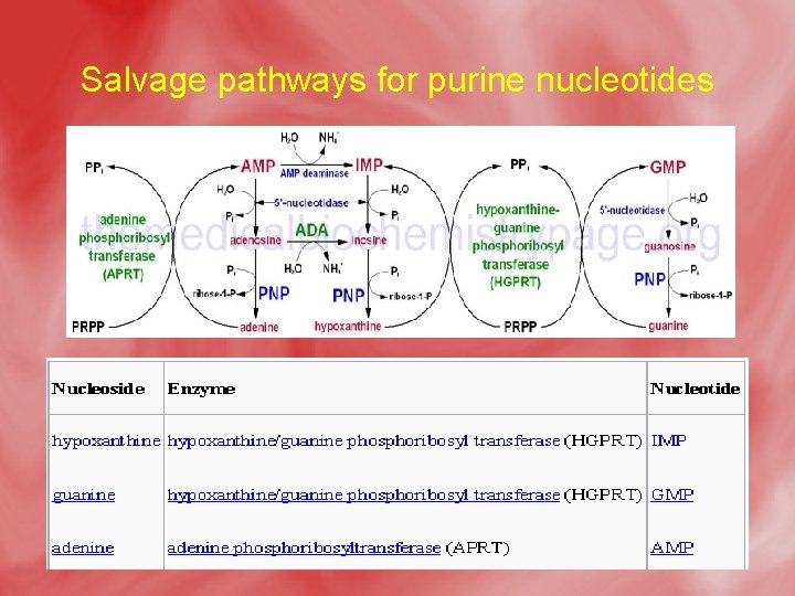 Salvage pathways for purine nucleotides 