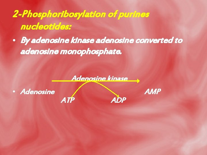 2 -Phosphoribosylation of purines nucleotides: • By adenosine kinase adenosine converted to adenosine monophosphate.