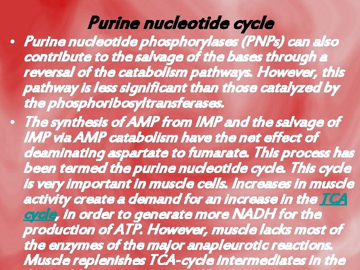 Purine nucleotide cycle • Purine nucleotide phosphorylases (PNPs) can also contribute to the salvage