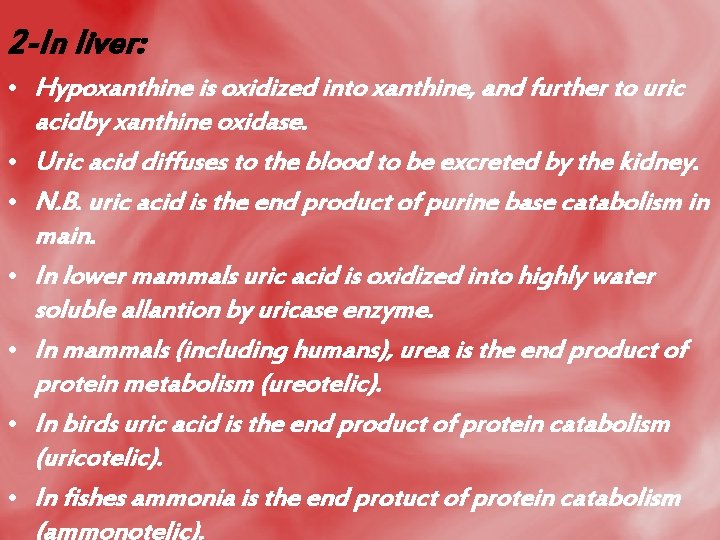 2 -In liver: • Hypoxanthine is oxidized into xanthine, and further to uric acidby