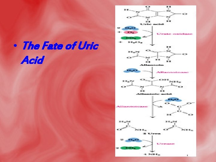  • The Fate of Uric Acid 