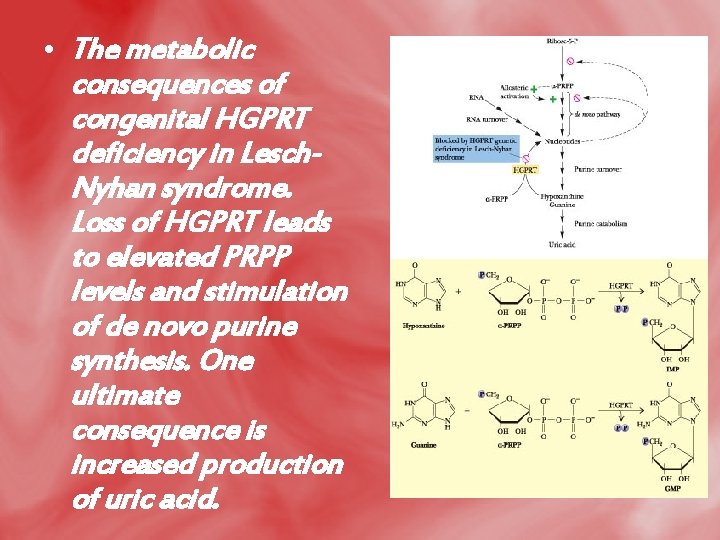  • The metabolic consequences of congenital HGPRT deficiency in Lesch. Nyhan syndrome. Loss