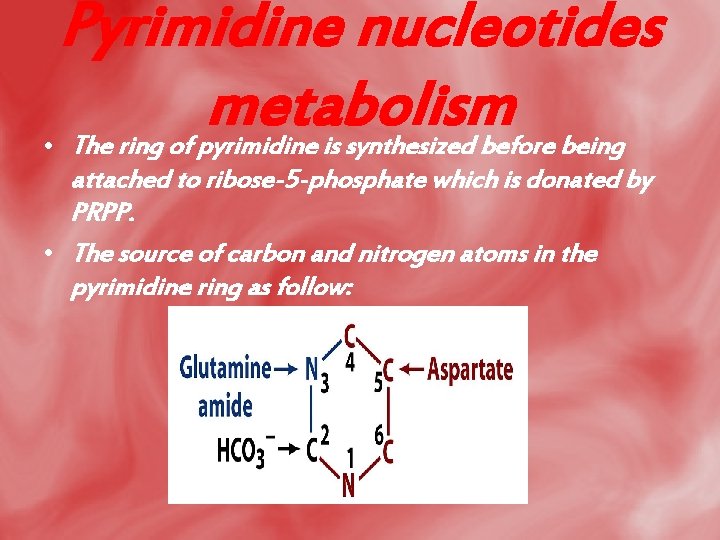 Pyrimidine nucleotides metabolism • The ring of pyrimidine is synthesized before being attached to