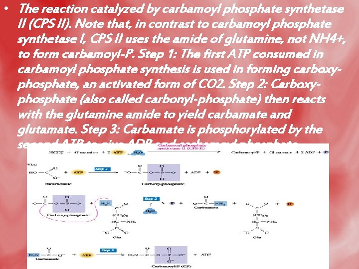  • The reaction catalyzed by carbamoyl phosphate synthetase II (CPS II). Note that,