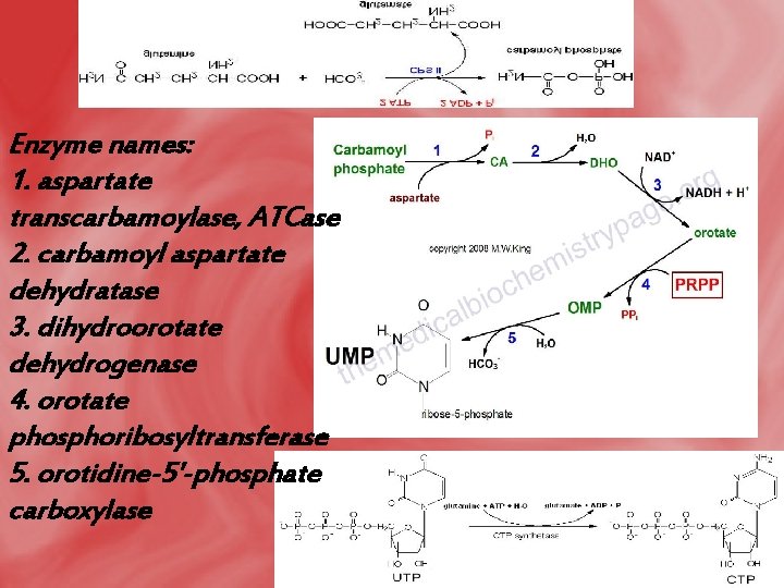Enzyme names: 1. aspartate transcarbamoylase, ATCase 2. carbamoyl aspartate dehydratase 3. dihydroorotate dehydrogenase 4.