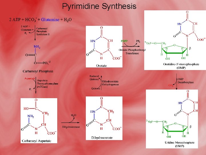 Pyrimidine Synthesis 