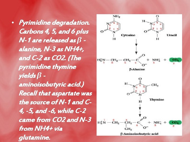  • Pyrimidine degradation. Carbons 4, 5, and 6 plus N-1 are released as