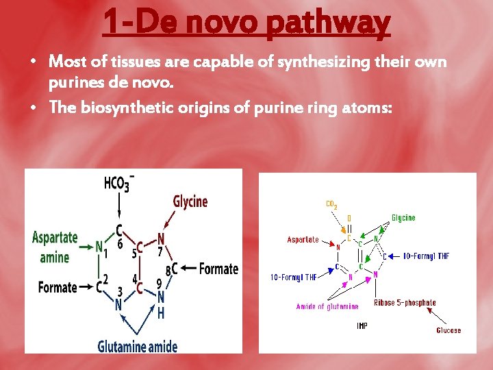1 -De novo pathway • Most of tissues are capable of synthesizing their own