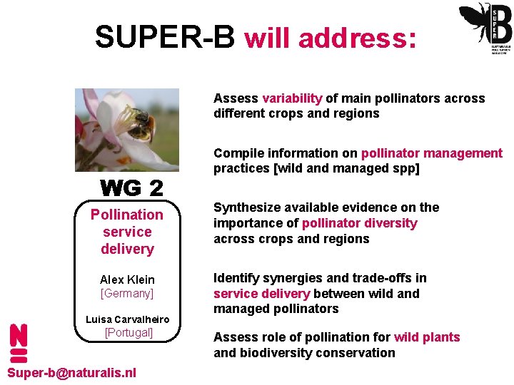 SUPER-B will address: Assess variability of main pollinators across different crops and regions WG