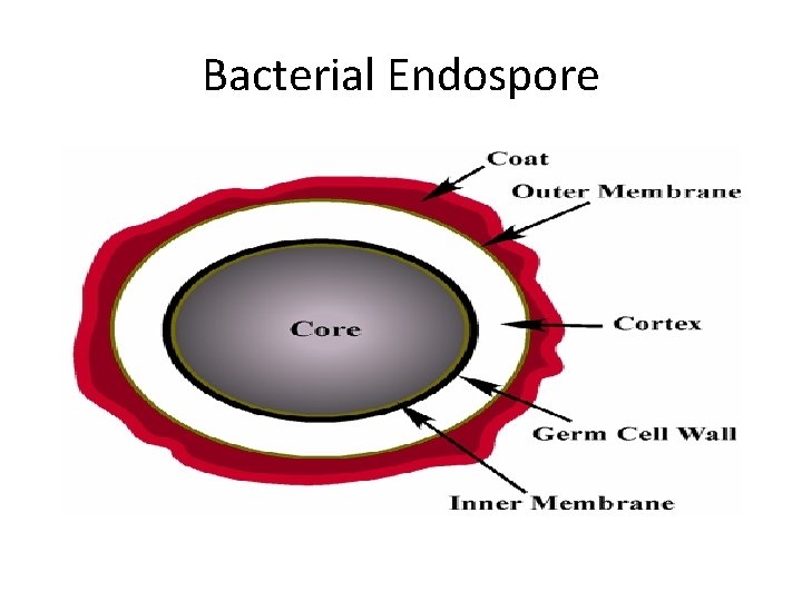 Bacterial Endospore 