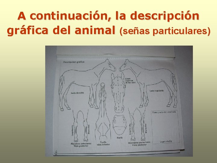 A continuación, la descripción gráfica del animal (señas particulares) 