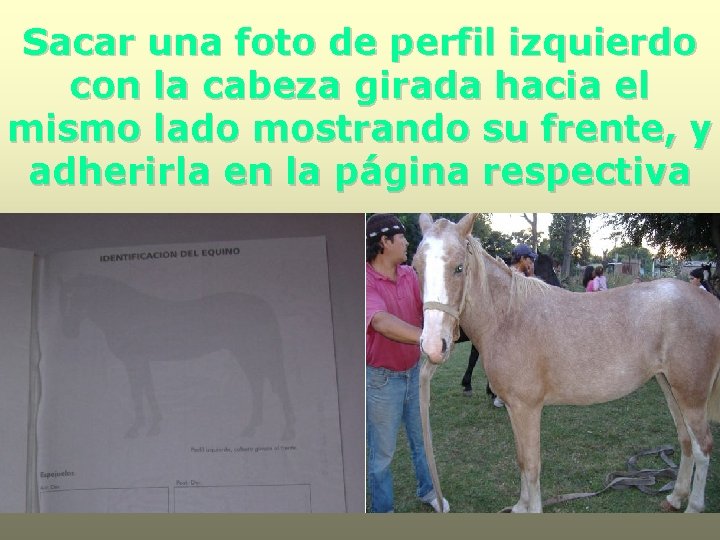 Sacar una foto de perfil izquierdo con la cabeza girada hacia el mismo lado