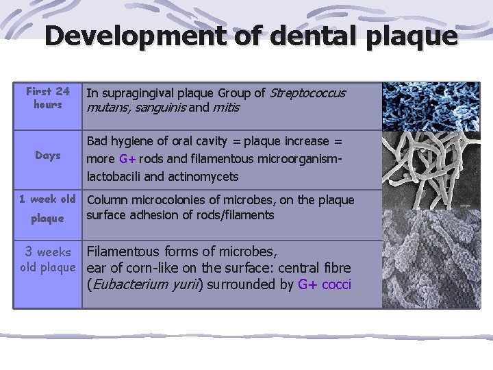 Development of dental plaque First 24 hours In supragingival plaque Group of Streptococcus mutans,