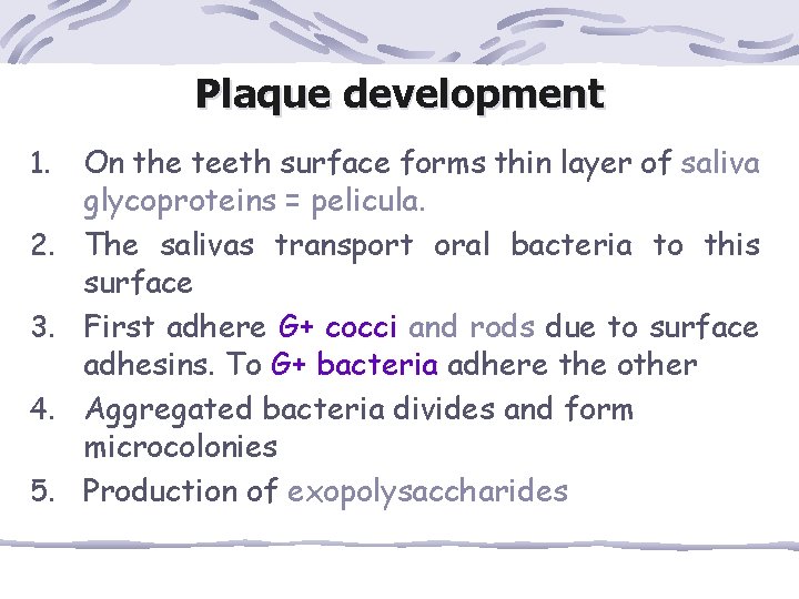 Plaque development 1. 2. 3. 4. 5. On the teeth surface forms thin layer