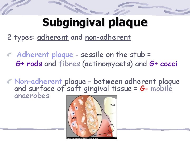 Subgingival plaque 2 types: adherent and non-adherent Adherent plaque - sessile on the stub