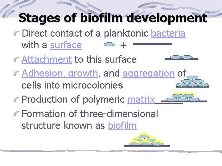 Stages of biofilm development Direct contact of a planktonic bacteria with a surface +