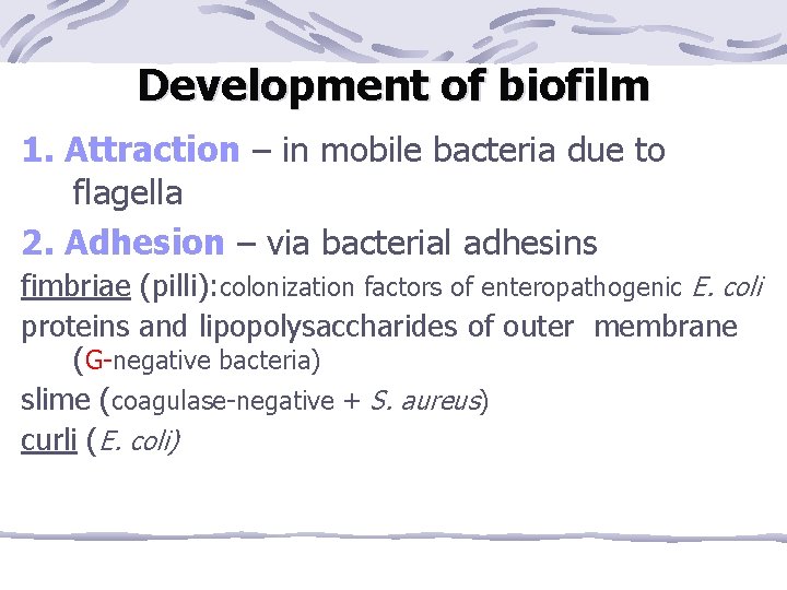 Development of biofilm 1. Attraction – in mobile bacteria due to flagella 2. Adhesion