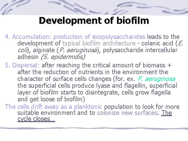 Development of biofilm 4. Accumulation: production of exopolysaccharides leads to the development of typical