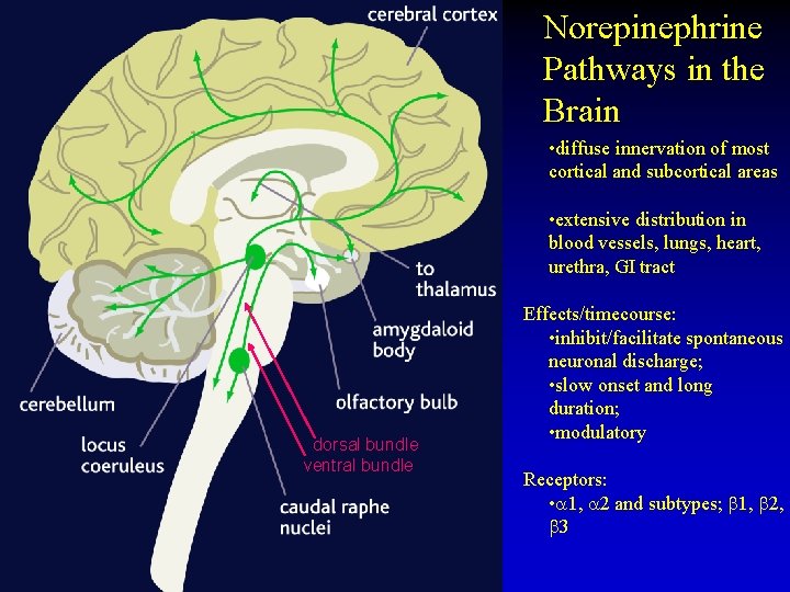 Norepinephrine Pathways in the Brain • diffuse innervation of most cortical and subcortical areas