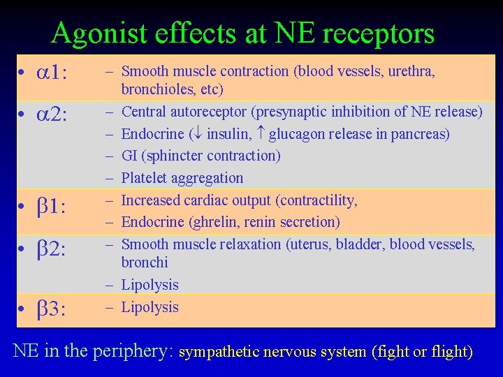 Agonist effects at NE receptors • 1: • 2: • 3: – Smooth muscle