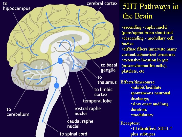 5 HT Pathways in the Brain • ascending - raphe nuclei (pons/upper brain stem)
