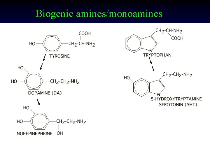 Biogenic amines/monoamines 