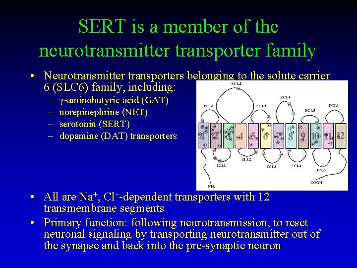 SERT is a member of the neurotransmitter transporter family • Neurotransmitter transporters belonging to