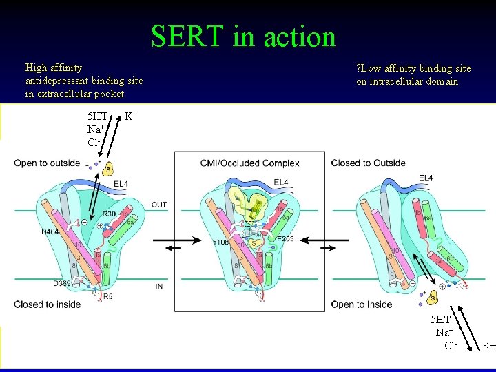 SERT in action High affinity antidepressant binding site in extracellular pocket 5 HT Na+