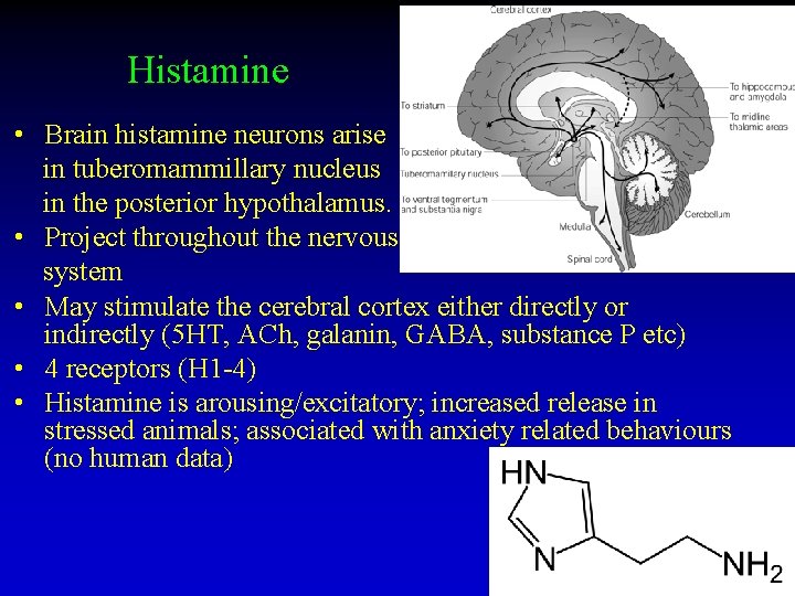 Histamine • Brain histamine neurons arise in tuberomammillary nucleus in the posterior hypothalamus. •