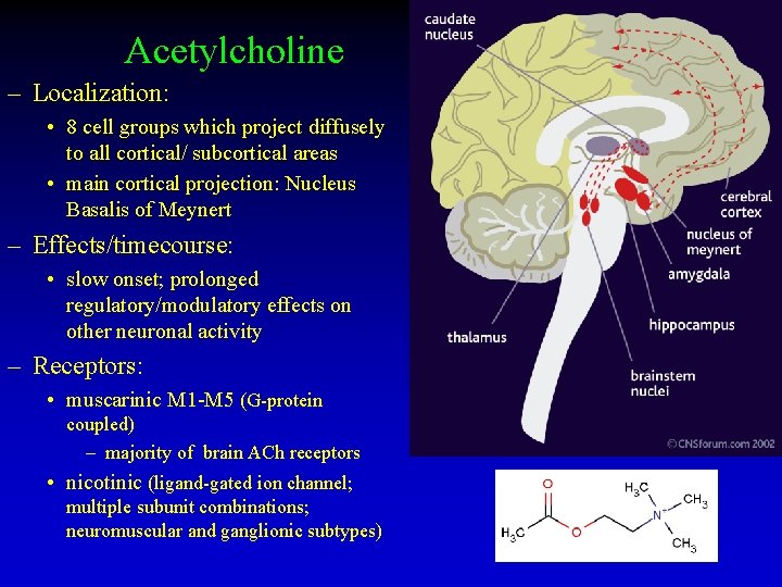 Acetylcholine – Localization: • 8 cell groups which project diffusely to all cortical/ subcortical