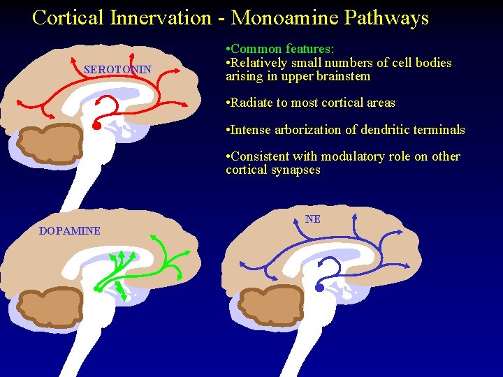 Cortical Innervation - Monoamine Pathways SEROTONIN DOPAMINE NOREPINEPHRINE DOPAMINE • Common features: • Relatively
