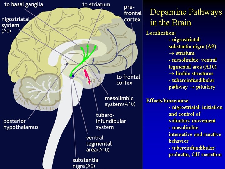 Dopamine Pathways in the Brain (A 9) Localization: - nigrostriatal: substantia nigra (A 9)