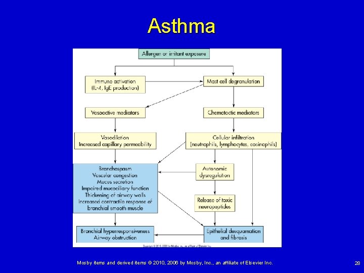 Asthma Mosby items and derived items © 2010, 2006 by Mosby, Inc. , an